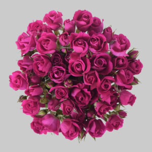 Hot Pink Alicia Spray Roses