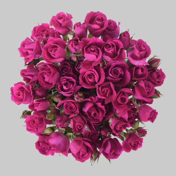 Hot Pink Alicia Spray Roses