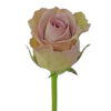 Lavender Amnesia Roses