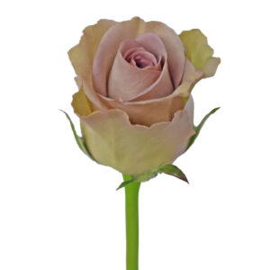 Lavender Amnesia Roses