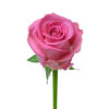 Hot Pink Aqua Roses