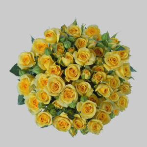 Yellow Babe Spray Roses