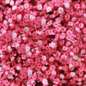 Hot Pink Painted Gypsophilia Baby's Breath