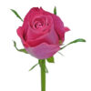 Hot Pink Beauty by Oger Roses