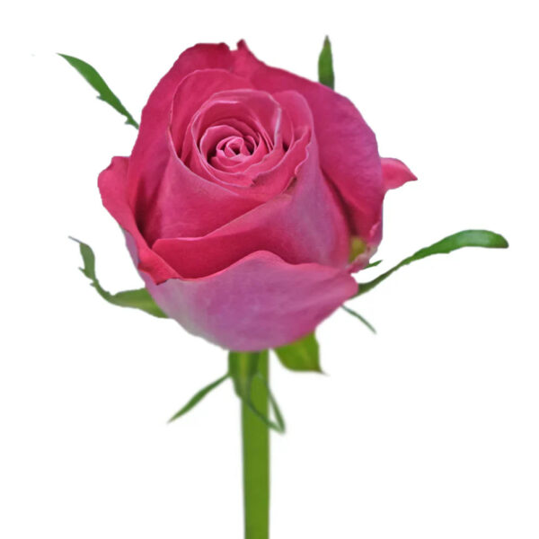 Hot Pink Beauty by Oger Roses