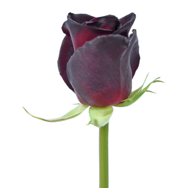 Black Baccara - Image 2