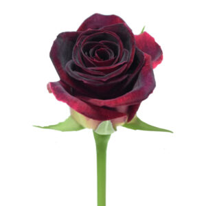 Red Black Beauty Roses