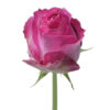 Hot Pink Candy Avalanche Roses