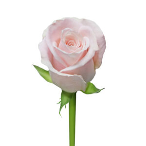 Pink Candy Bianca Roses