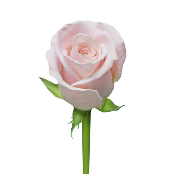 Pink Candy Bianca Roses