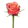 Pink Cherry Brandy Roses