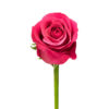 Hot Pink Cherry-O Roses