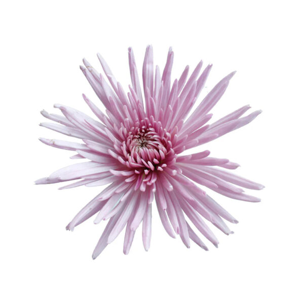 Lavender Mum - Image 2