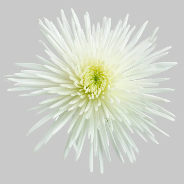 White Mum - Image 2