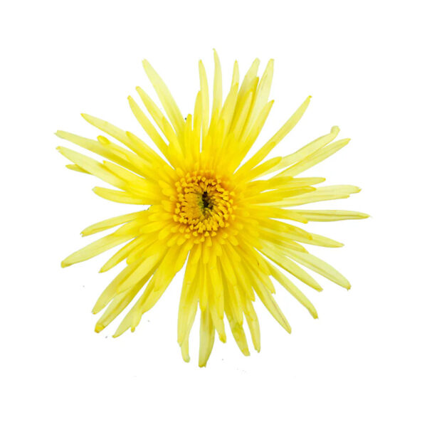 Yellow Mum - Image 2