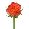 Red Circus Roses