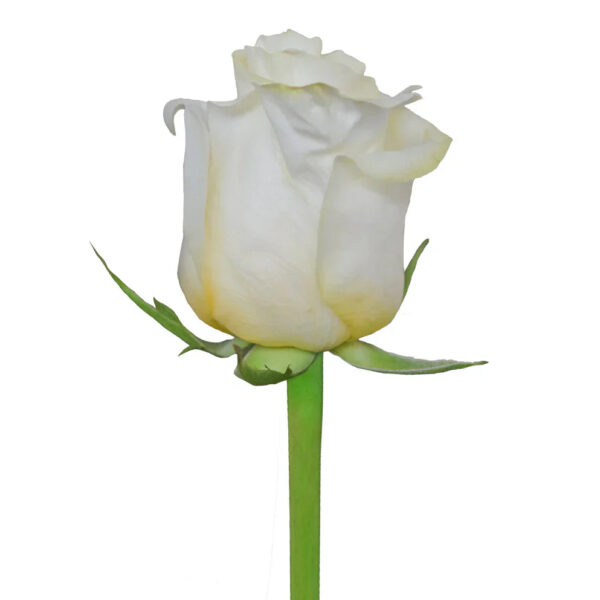 Creme de la Crème - Image 2