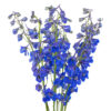 Dark Blue Volkerfrieden Delphinium