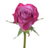 Lavender Deep Purple Roses