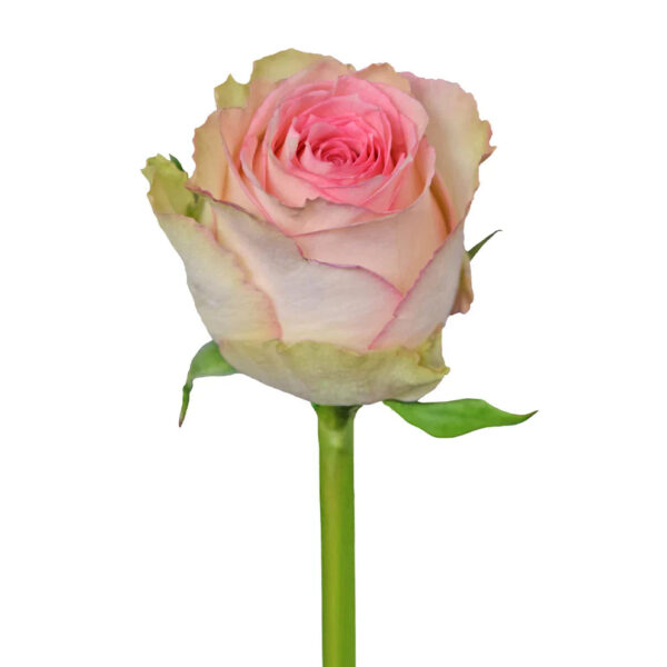 White Esperance Roses