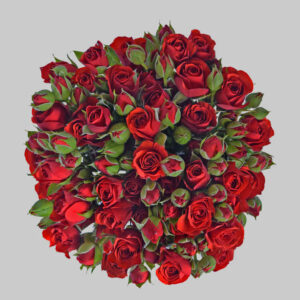 Red Fire King Spray Roses