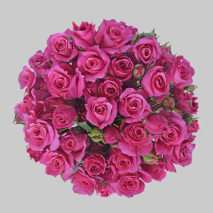 Hotpink Follies Spray Roses