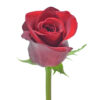 Red Freedom Roses