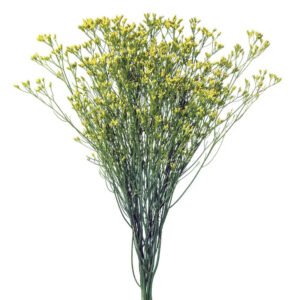 Limonium Flowers
