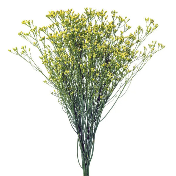 Limonium Flowers