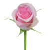 Pink Fusion Roses