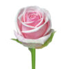 Pink Heaven Roses