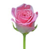 Pink Hot Escimo Roses