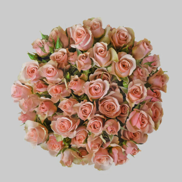 Pink Isle Spray Roses