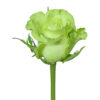 Green Jade Roses