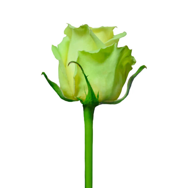 Jade - Image 2