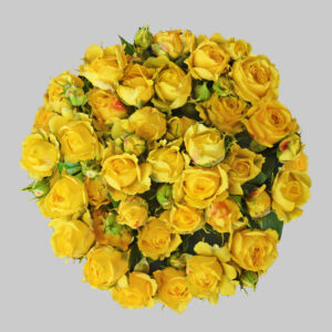 Yellow Jenny Spray Roses