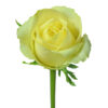 Yellow Kronos Roses