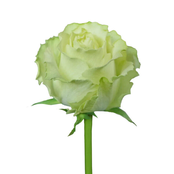 Green Lemonade Roses