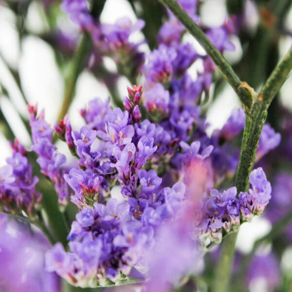 Blue Limoniums - Image 2