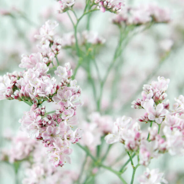 Pink Limoniums - Image 2