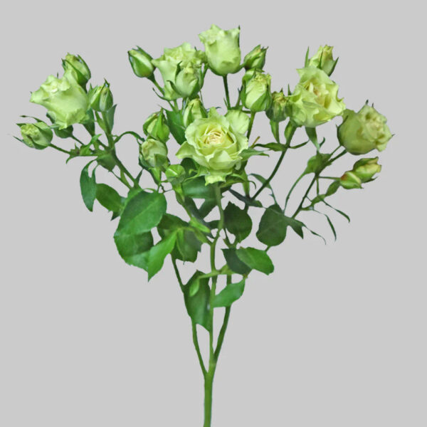 Luviana - Image 2