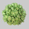 Green Luviana Spray Roses