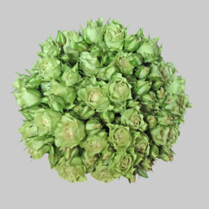 Green Luviana Spray Roses