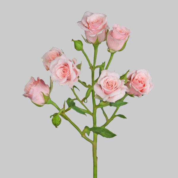 Majolika Pink - Image 2