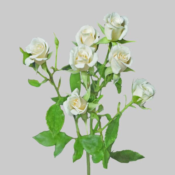 White Majolika - Image 2