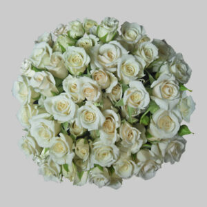 White White Majolika Spray Roses