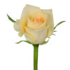 Peach Message Roses