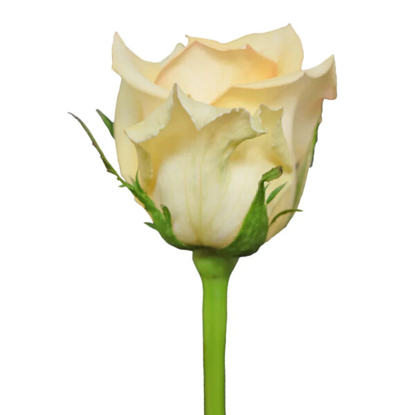 Message - Image 2