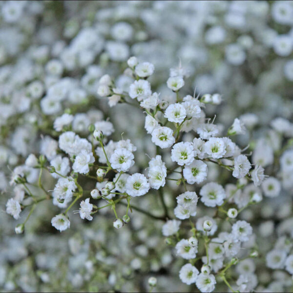 Million Stars - Image 2