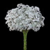 White Million Stars Baby's Breath